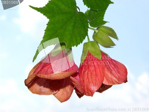 Image of Two blooms of a abutilon with blue sky in the background