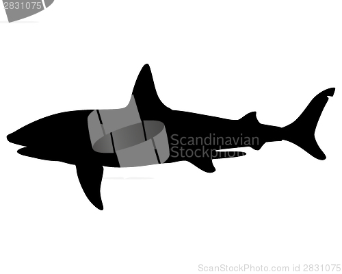 Image of Basking shark