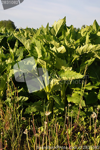 Image of Cup plant