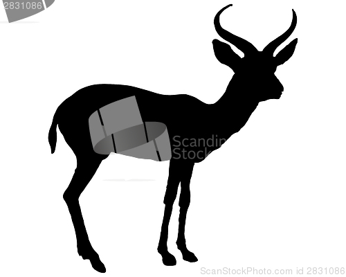 Image of Black antilope