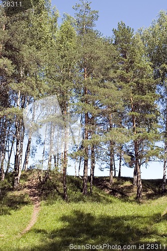 Image of pine-trees