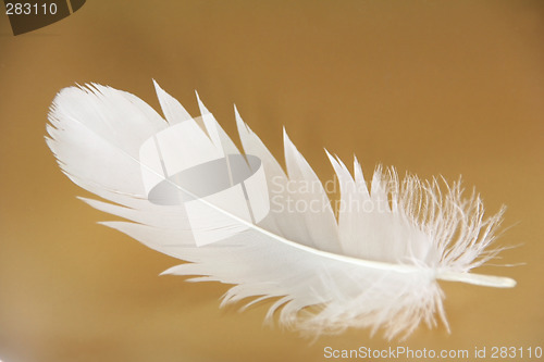 Image of feather close-up