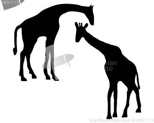 Image of Detailed and isolated illustration of two giraffes 