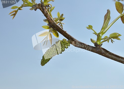 Image of Walnut blooms