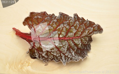 Image of Detailed but simple image of iced Red chard