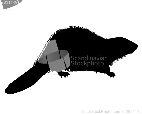 Image of Black Beaver