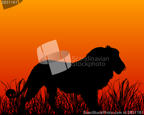 Image of Sunset in savanna with lion