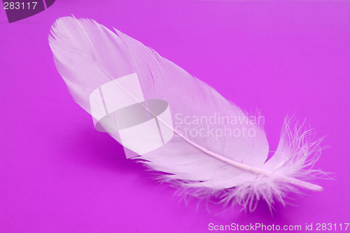 Image of feather close-up