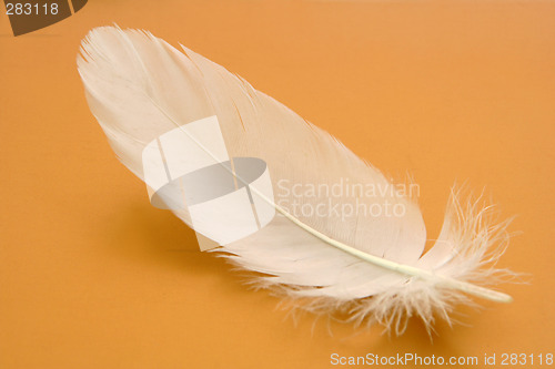 Image of feather close-up