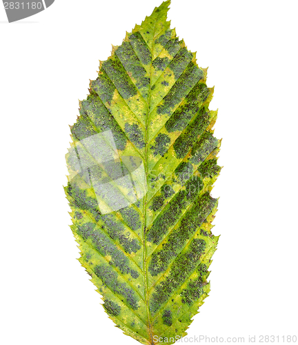 Image of Green autumn leaf in the foreground of white background