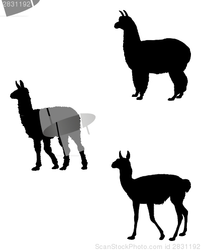 Image of Lama, Alpaca, Guanaco