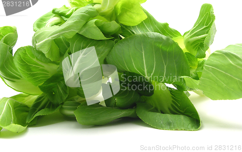 Image of Pak choi arranged on a white background