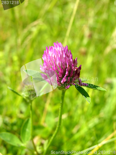Image of Cutout with the bloom of red clover