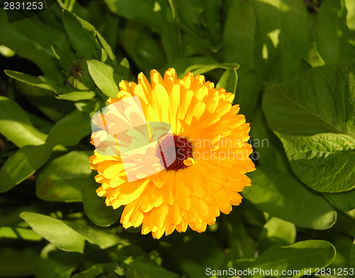 Image of Bloom of a calendula in a close-up view with leaves
