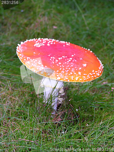 Image of One big fly agaric in the graslands