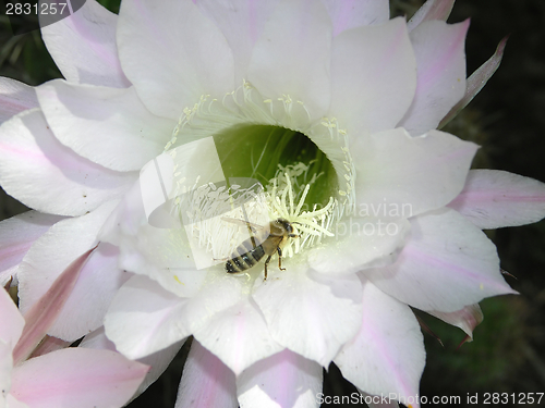 Image of cactus bloom with bee serching for food