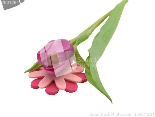 Image of Pink tulip