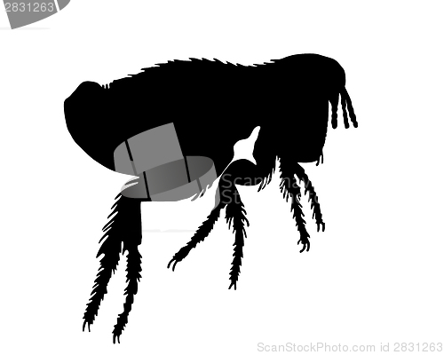 Image of The black silhouette of a dog flea