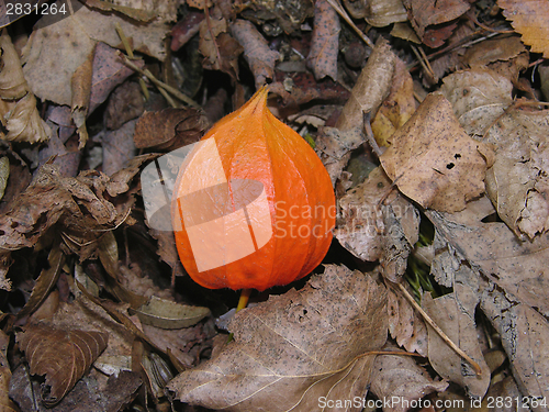 Image of Orange lantern of Physalis alkekengi on brown autumn leaves