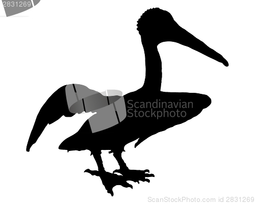 Image of Black pelican