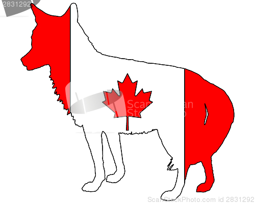 Image of Coyote Canada