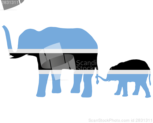 Image of Botswana elephants