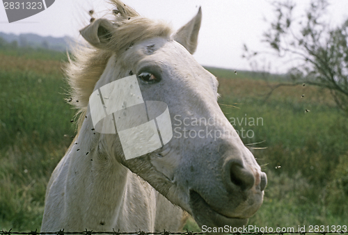 Image of Head of horse with flys