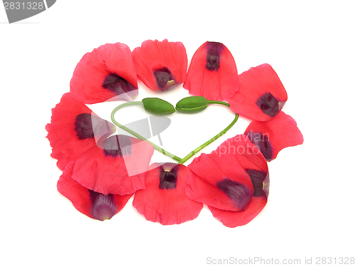 Image of Heart out of  poppy buds with petals on white