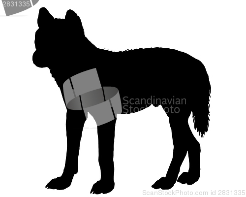 Image of Australian Dingo