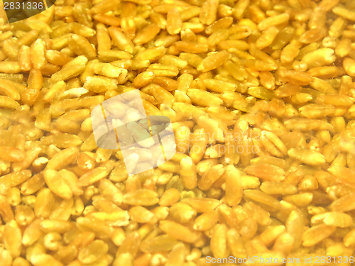 Image of Unripe spelt grain watered in clear and cold water