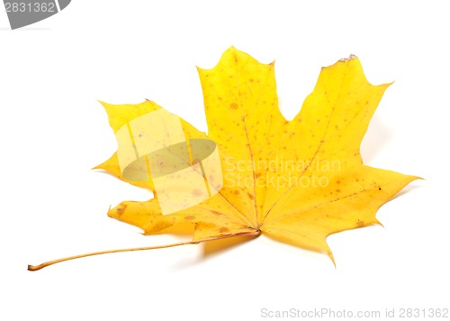 Image of Autumn yellow maple leaf