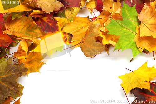 Image of Autumn maple-leafs