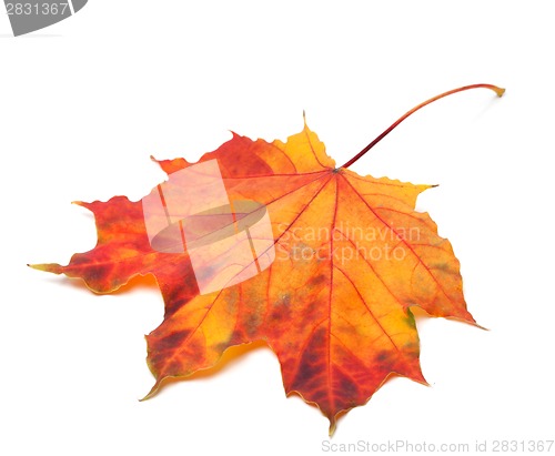 Image of Red autumn maple-leaf