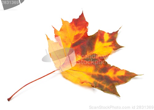 Image of Orange autumn maple leaf