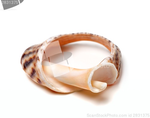 Image of Broken rapana shell on white background