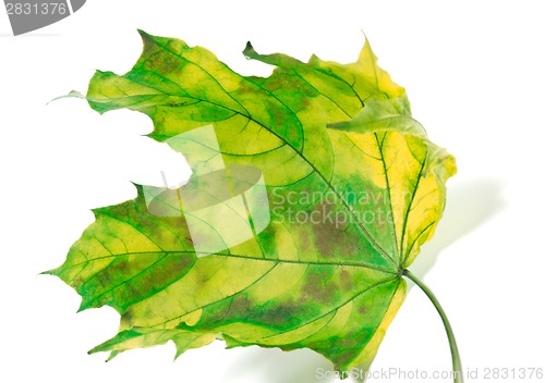 Image of Yellowed maple-leaf 