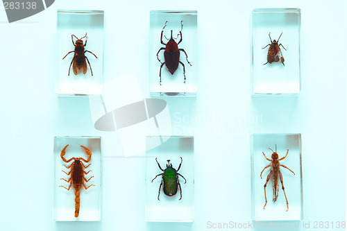 Image of Collection of insects