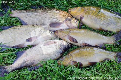 Image of close up of shiny tench and bream on the meadow 