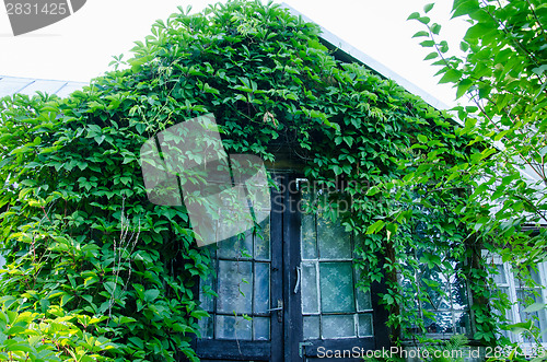 Image of old rural entrance doors covered green creepers  