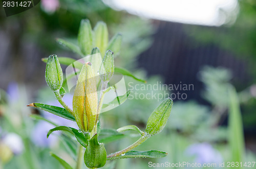 Image of lily (Lilium) bud on rainy day spring 