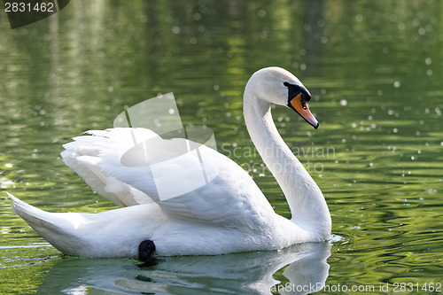 Image of Beautiful swan 