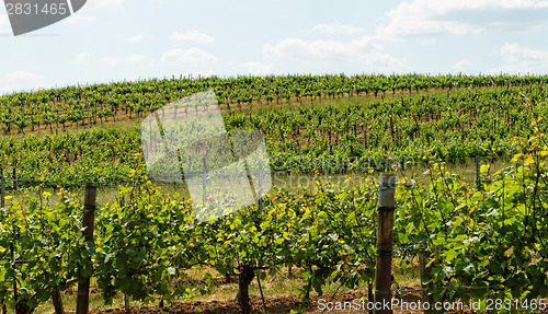 Image of Tokay grapes