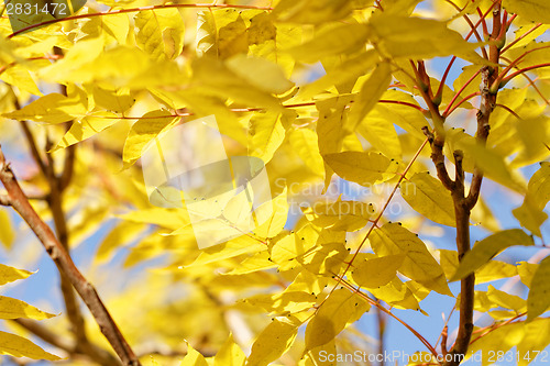 Image of Colorful leaves