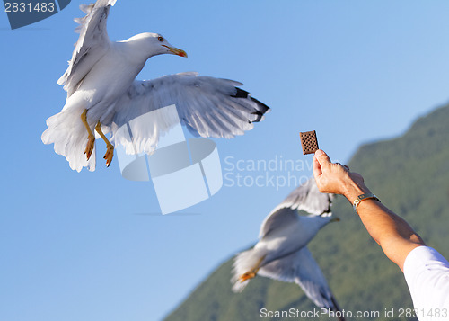 Image of Seagull