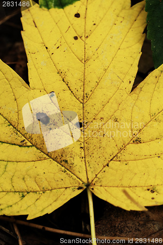 Image of Yellow leaves