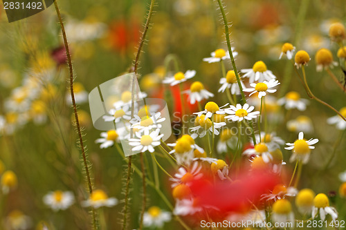 Image of Wild flowers