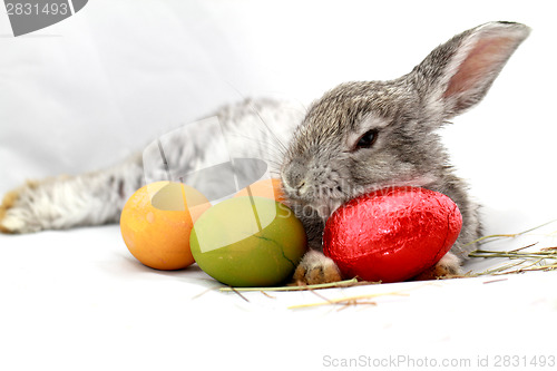 Image of Gray rabbit