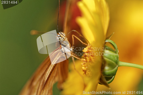 Image of Orange butterfly