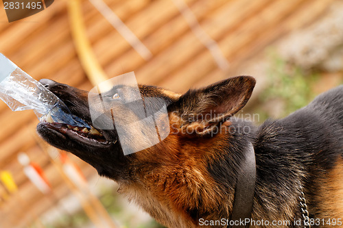 Image of German shepherd dog