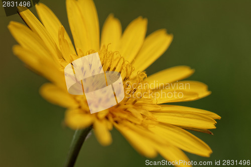 Image of Wild flower